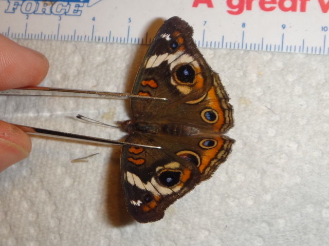 Junonia coenia (indiana 9939 aberration) Internet Image property of respective owner, non-commercial use only